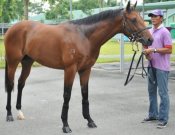 Super Junior<br>Photo by Singapore Turf Club